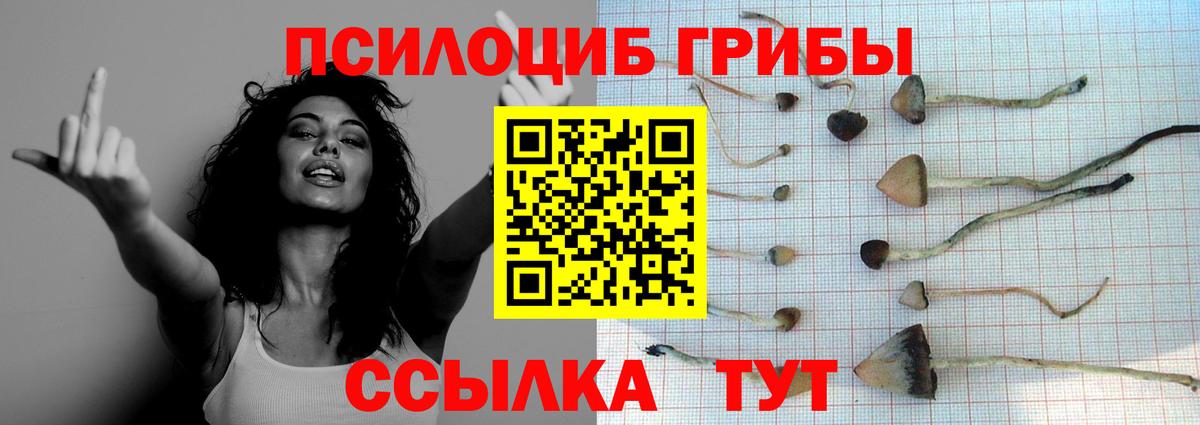 Чистополь  Галлюциногенные грибы GOLDEN TEACHER  сколько стоит  Вход с VPN 